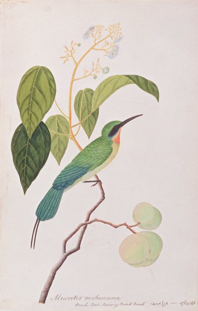 Blauschwanzspint, aus Zeichnungen von Vögeln aus Malakka, ca. 1805-18 von Chinese School